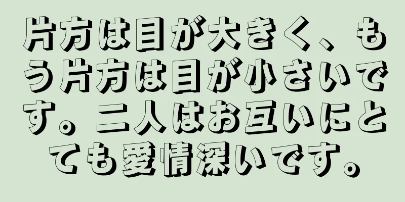 片方は目が大きく、もう片方は目が小さいです。二人はお互いにとても愛情深いです。